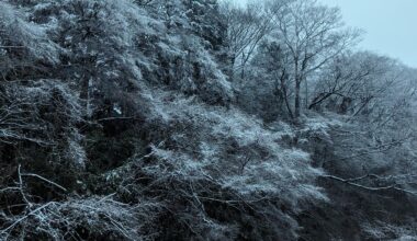 Ice Covered Trees in Hakone